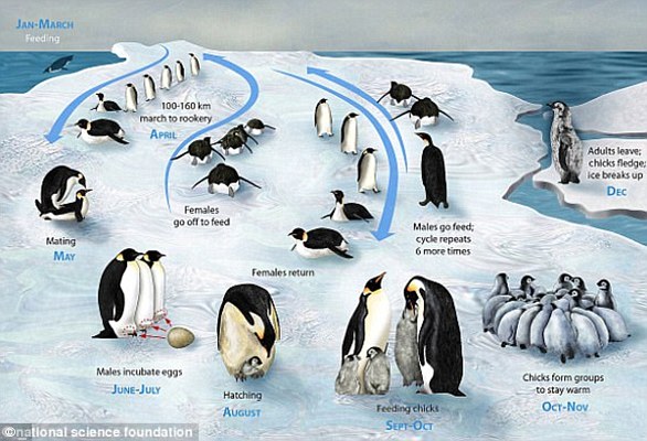 Too little sea ice reduces the availability of breeding sites and prey for emperor penguins, but too much ice means longer hunting trips for adults, meaning they can't feed their chicks as often.