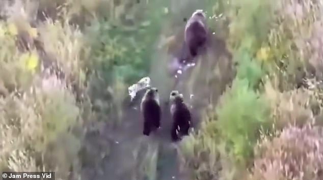 Before long, the dog joins the trio of bears and the group of four furry dogs continues their journey through the vegetation.