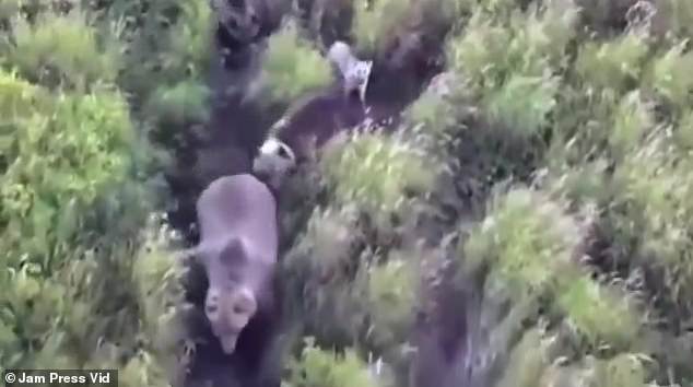 The lost dog's family was stunned by the images, as dogs and bears don't get along.