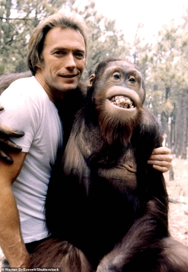 Like the famous primatologist, Eastwood is no stranger to primates, having starred in the 1978 film Every Which Way but Loose alongside fellow orangutan Clyde (pictured).
