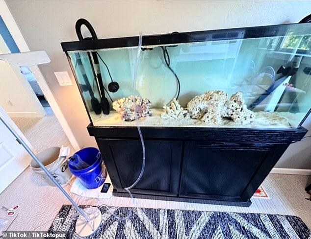 Clifford ordered a saltwater tank, water cycle system, and food supplies for Terrence, primarily on Facebook Marketplace. He thought it would cost about $600.