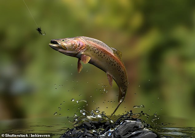 The beauty treatment uses purified and sterilized DNA molecules extracted from salmon or trout sperm (pictured), known as polynucleotides, and some doctors claim it is safer than other cosmetic injectables.