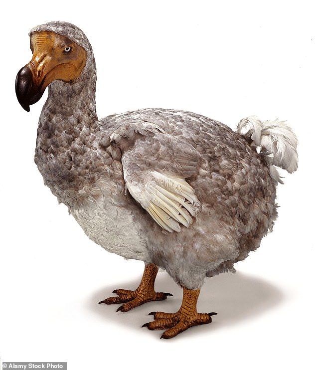 An image of the now extinct dodo, a flightless bird endemic to the island of Mauritius. A laboratory in Texas hopes to revive species in the next decade and develop ways to prevent current animals from going extinct.