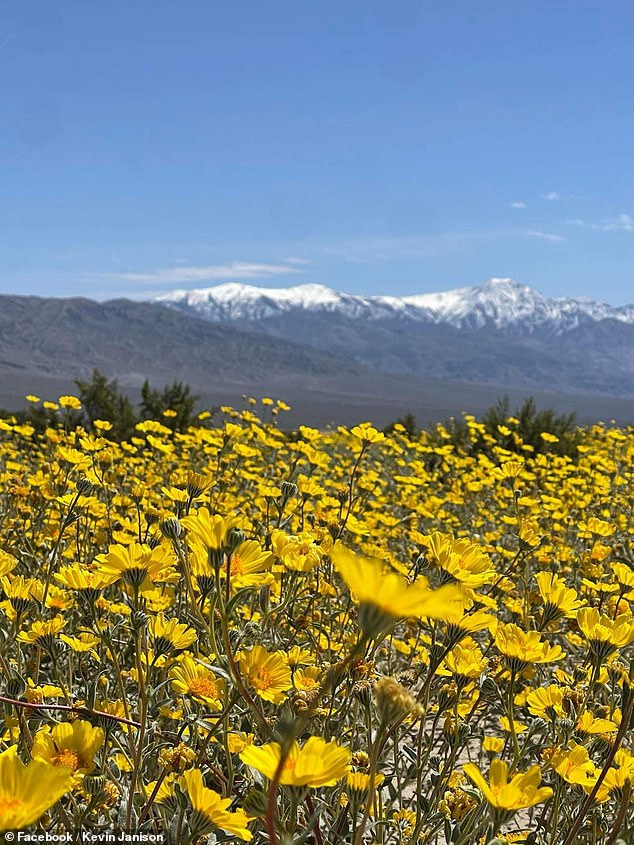 The best places to see flowers within the park are near the east entrance on Dantes View Road and Panamint Valley on the west side, according to the National Park Service.