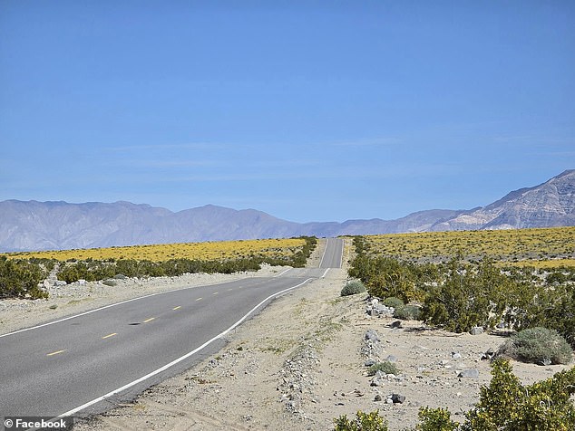 Death Valley sees three bloom windows, with the last concluding in mid-July.