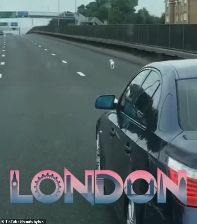 In the video posted on TikTok, the dog can be seen running down a road and other cars appear to stop.