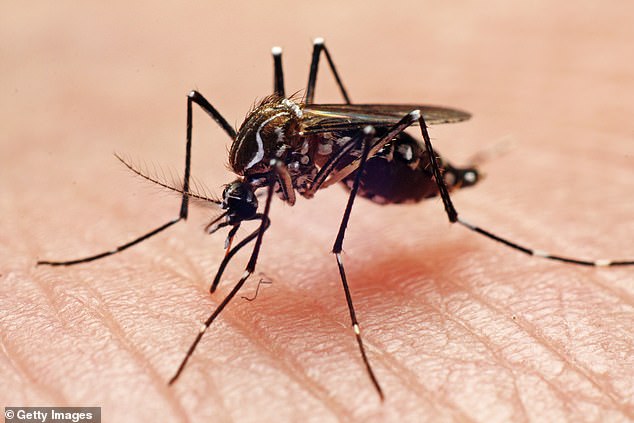 Experts fear dozens more could become ill, and warn that mosquitoes carrying the disease are abundant in April.  Dengue, nicknamed 