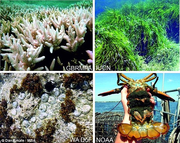 Examples of impacts of marine heat waves on ecosystems and species. Coral bleaching and seagrass dieback (top left and right). Mass mortality and changing patterns of commercially important species (bottom left and right)