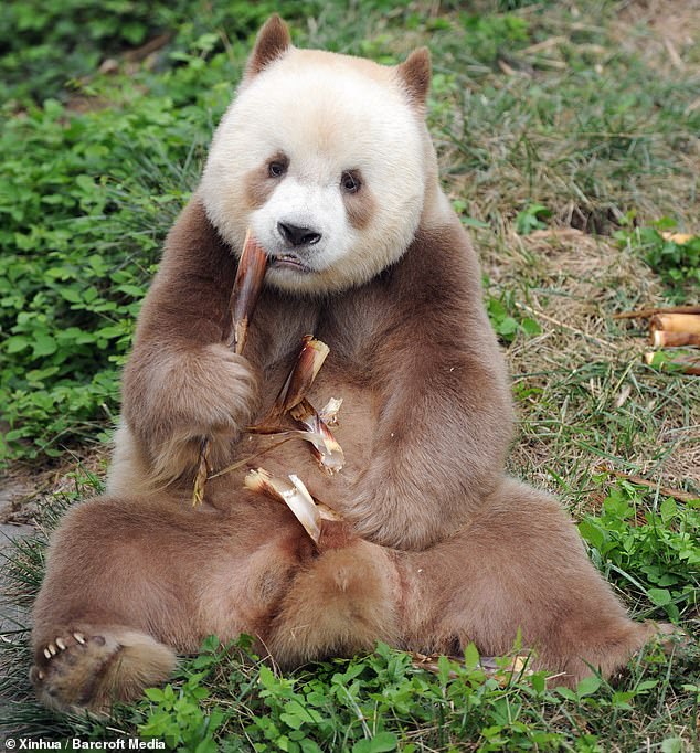 For years, the origins of rare pandas with brown and white fur have baffled scientists and conservationists alike, but now scientists have shed light on this fascinating phenomenon.