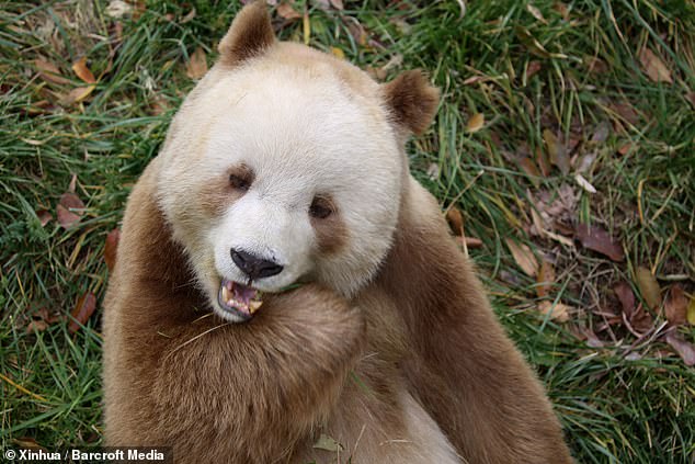 Researchers studied Qizai (pictured), a male brown panda rescued as a cub in 2009 from the Foping National Nature Reserve in Hanzhong.