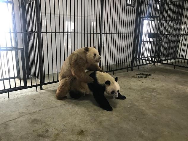 Dr. Fuwen Wei has said that better understanding the mutation could help inform efforts to breed brown and white pandas, like Qizai (pictured, left) in captivity.
