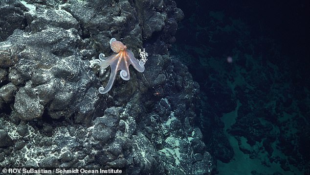 The researchers mapped 10 of the 110 seamounts, underwater mountains that form the ridge.