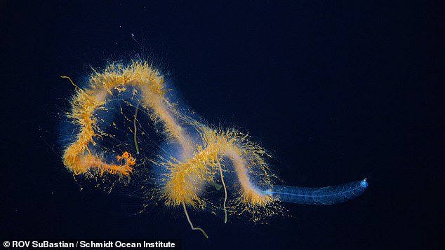 Siphonophores like this Galaxy Siphonophore (pictured) are colonies of highly specialized organisms that work together to form massive animals.