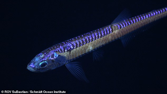 The researchers also discovered a deep-sea glow-in-the-dark dragonfish (pictured), a ferocious predator that lives beyond sunlight.