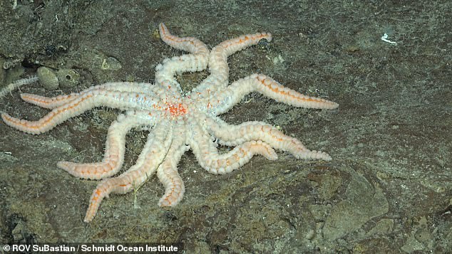 Many creatures like this coronaster starfish make the rocky walls of seamounts their home due to the upwelling of cold, nutrient-rich water.