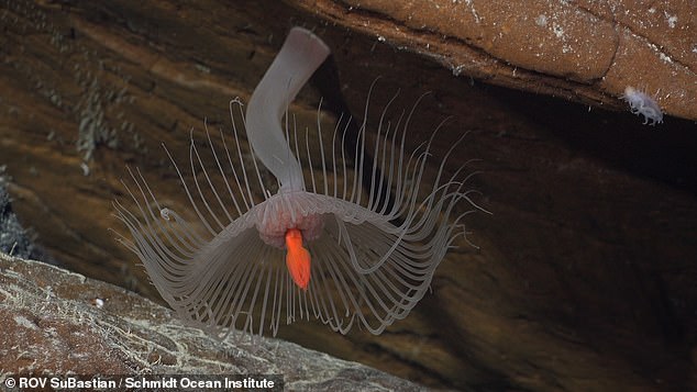 Researchers hope their findings will help protect the Salas y Gómez Mountain Range and its wildlife, to ensure that creatures like this hydroid are not lost.
