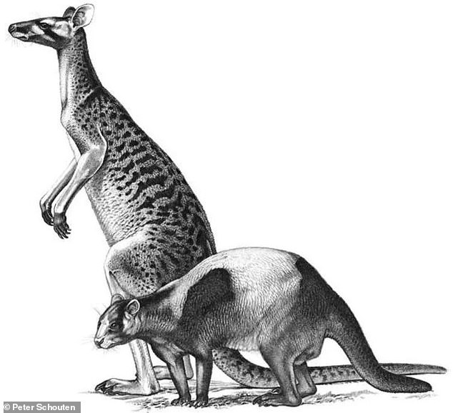 Scientists have discovered three new species of giant kangaroos that lived in Australia five million years ago. This artist's impression shows two of these species, Protemnodon anak (top) and Protemnodon tumbuna (bottom).