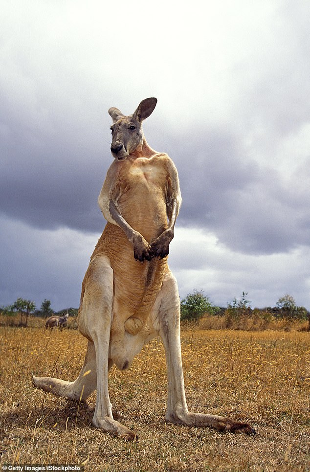 Ancient kangaroos would have been twice the size of an adult male red kangaroo (pictured), which may be taller than some humans at 1.8m tall.