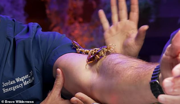 The warm-up act for the bite event is a venomous giant Peruvian white-footed centipede, which crawls along Dr. Jordan's arm.