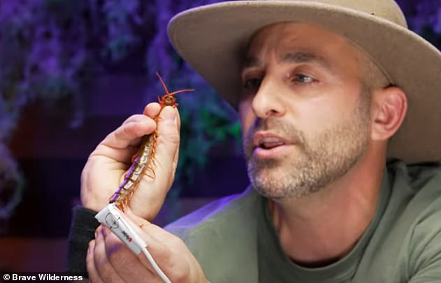 Once Coyote has the centipede under control and holds it between his fingers, he extends a forearm to experience the sting, and Doctor Jordan warns that 