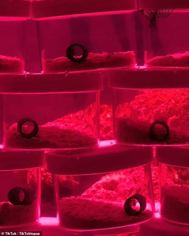 Separate containers, each filled with a baby octopus, are seen stacked on top of each other as a red light shines above them.  The family has named the octopus's new home 'Clamsterdam'