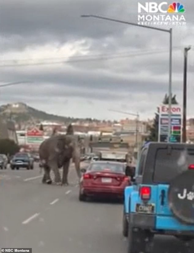 A 58-year-old elephant was seen stomping through the streets of Butte, Montana, on Tuesday.