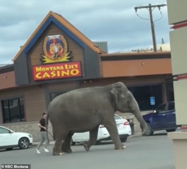 Viola the elephant was quickly followed by one of her keepers as she passed by a local casino.