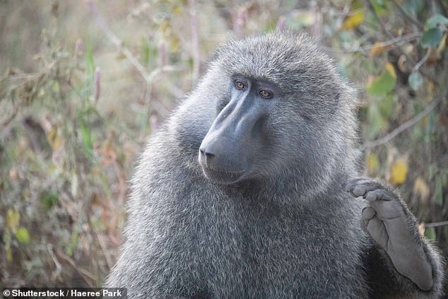 Baboons are a common sight in the Masai Mara Nature Reserve.