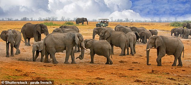 Large herd of elephants on the open plains of Hwange National Park