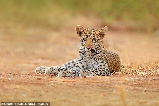 An African leopard in Zimbabwe, among the impressive wildlife on display