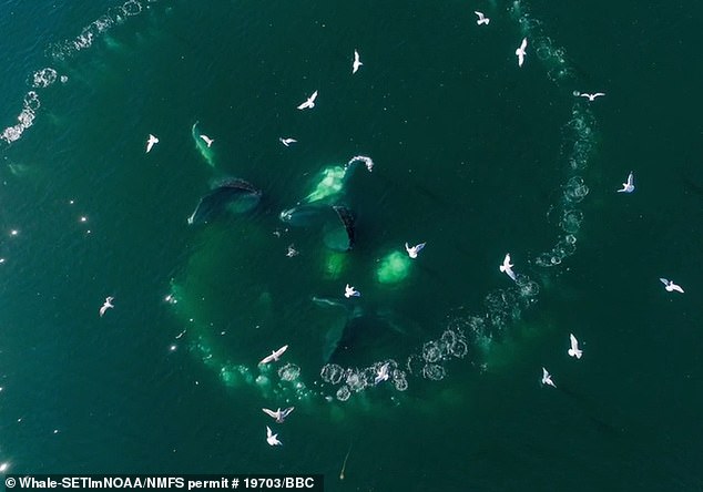 Pods of whales swim in circles to capture their prey, and researchers are trying to understand how they communicate during this process.