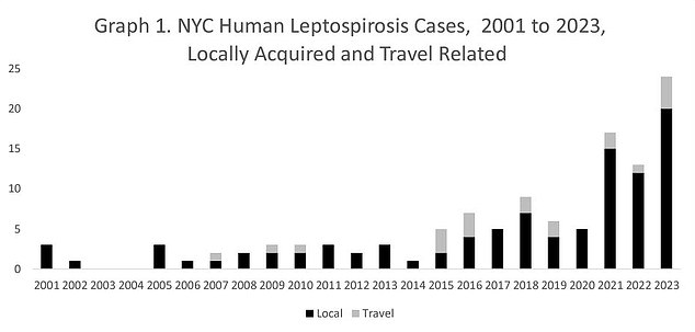 Between 2001 and 2020, New York City saw only three cases of human leptospirosis per year. That increased eight-fold in 2023. So far in 2024, there have been six cases.