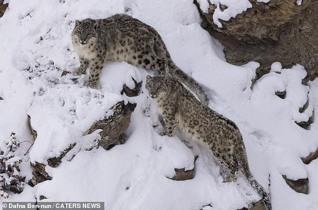They are such solitary creatures that there is no term for a group of snow leopards, so it is extremely rare to see two of them together in the wild.