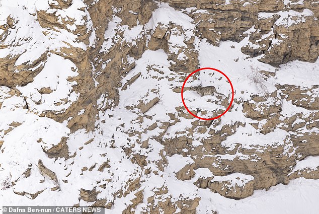 The hidden snow leopard can be seen right in the center of the image.