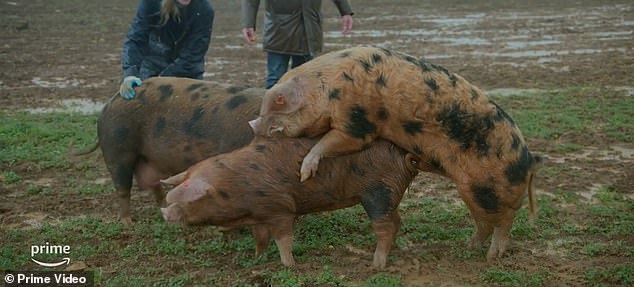 However, this did not go as planned, as the next scene shows Jeremy and his girlfriend Lisa drying off to herd the pigs in the pouring rain.  Jeremy screams. 