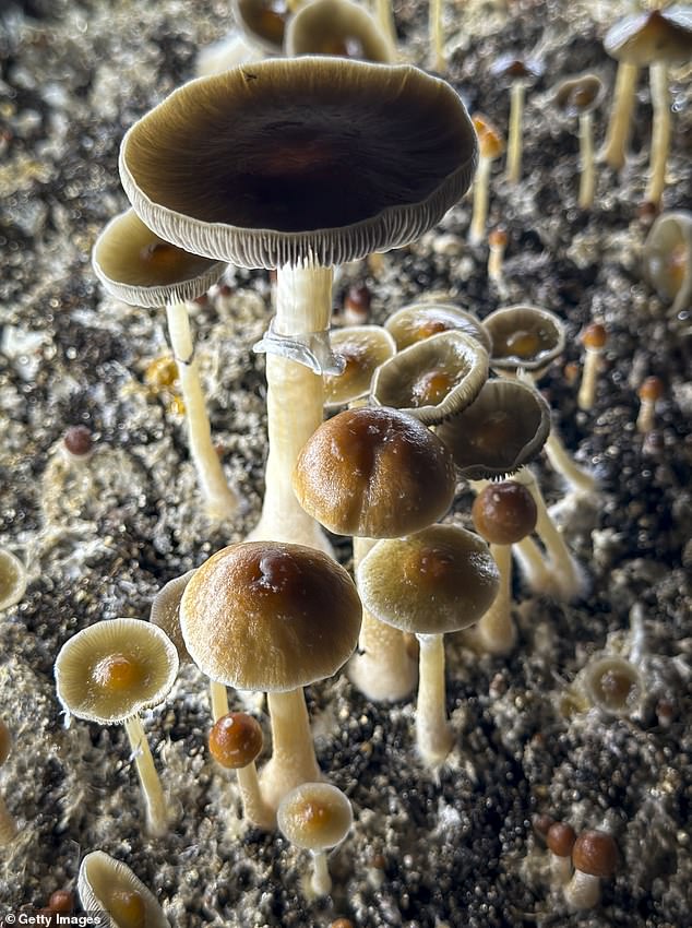 Psilocybin mushrooms are ready for harvest (file image)