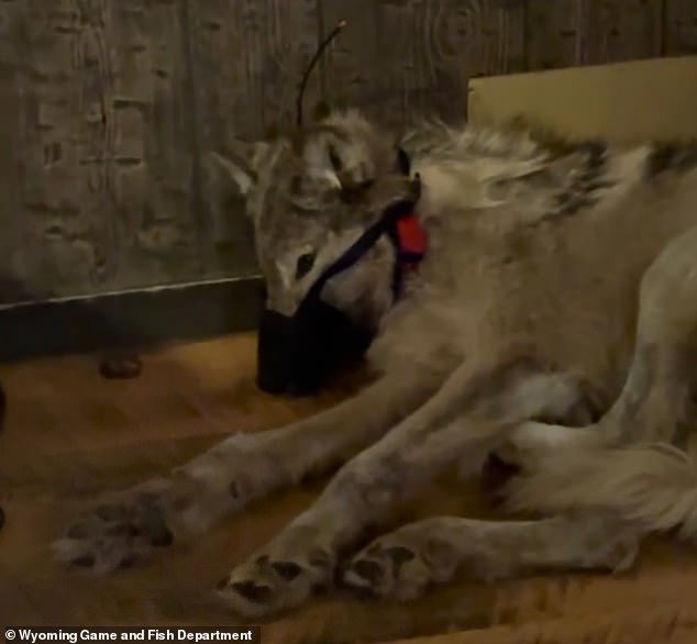 Video released Wednesday by the Wyoming Game and Fish Department shows the clearly injured animal lying in the corner of the bar as patrons discuss its fate.