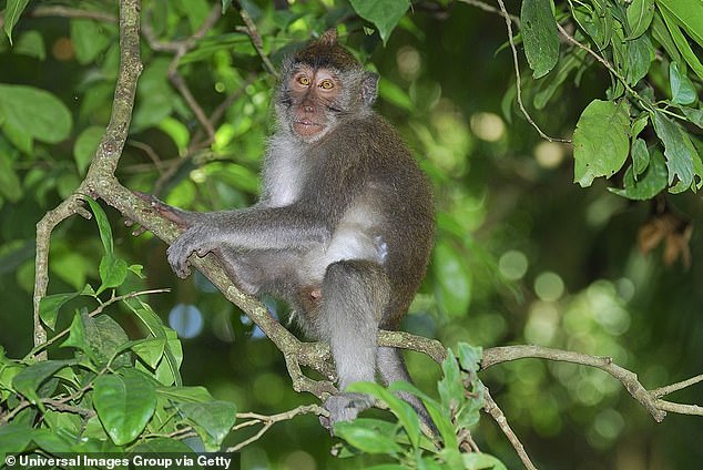 A crab-eating macaque in the Ubud Monkey Forest, Bali, Indonesia.  Without date