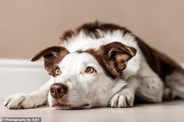 She soon realized the difficult part would be getting her 15-year-old border collie Nelly (pictured) back to the US as well.