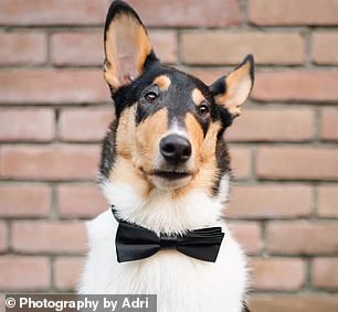 Adri began posting videos on the TikTok he had for his other dog, Loki (pictured), which soon went viral.