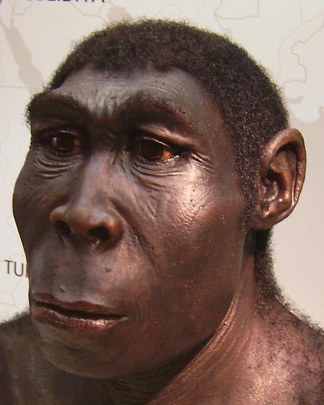 The fossilized jaw may have belonged to a member of the ancient human ancestral species Homo erectus, which lived between 1.9 million and 108 thousand years ago.