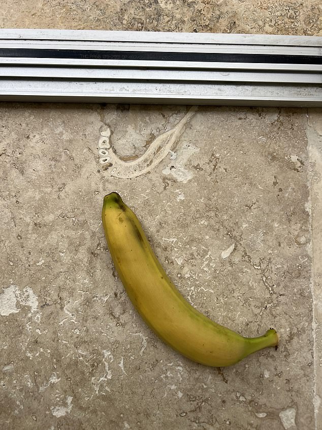The jaw in travertine tile, shown here with a scale banana. The redditor's parents didn't realize until he pointed it out.