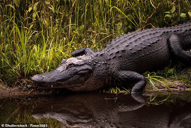 Georgitis was likely attacked by an American alligator, the only species native to South Carolina.