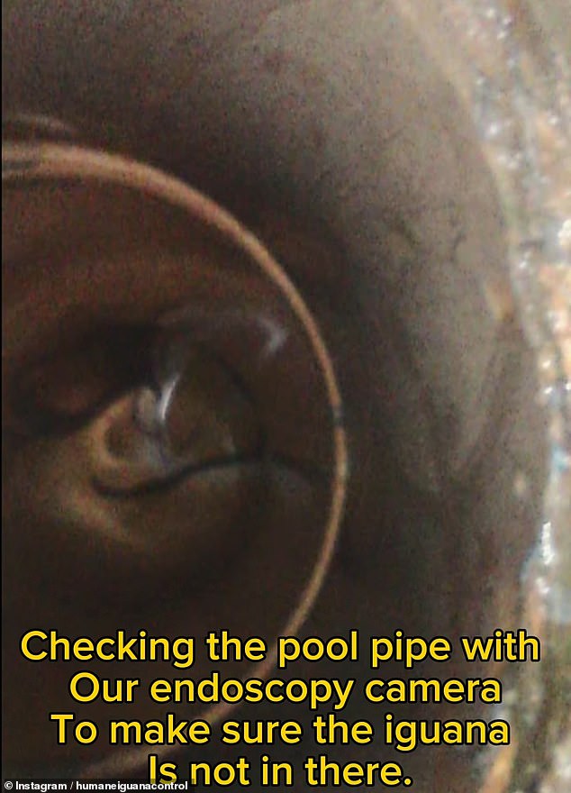 Another clip showed experts looking inside the pool pipe with an endoscopic camera to 'make sure' the iguana was not trapped there.