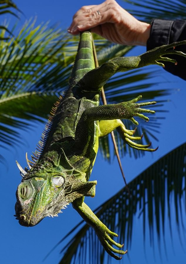 In recent years, invasive reptiles have arrived in the Sunshine State and have been blamed for causing damage to buildings and power outages.  (Pictured: a green iguana hanging in the air in cold weather)