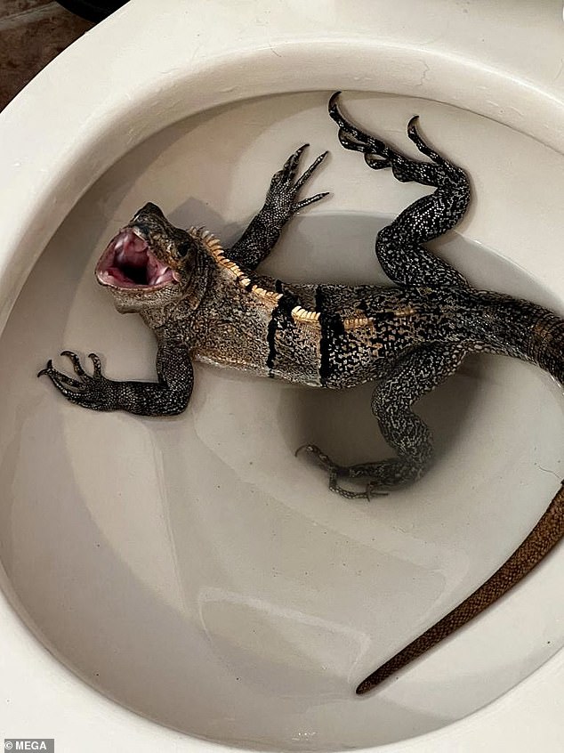 In May 2023, a Florida man, 58-year-old John Ride, got the surprise of his life when he noticed his bathroom was occupied by an angry iguana.
