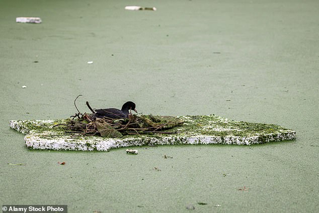 A duck building a nest on a floating piece of Styrofoam. Ray McIntyre clearly had no idea of ​​the toxic plague he was unleashing on the world when he accidentally invented 'expanded polystyrene' more than 80 years ago (file image)