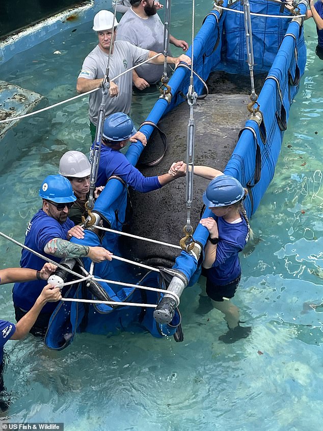 Julieta and her companion Romeo were rescued from the Miami Seaquarium in December