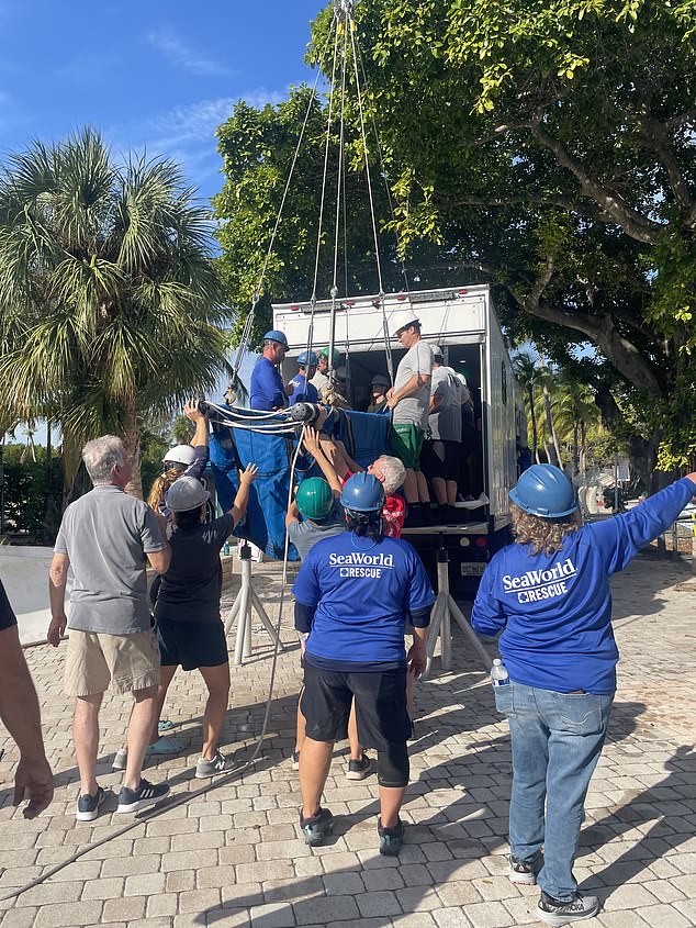 The Manatee Rescue & Rehabilitation Partnership successfully transported three manatees (Romeo, Juliet and Clarity) from the Miami Seaquarium to SeaWorld Orlando and ZooTampa in December.