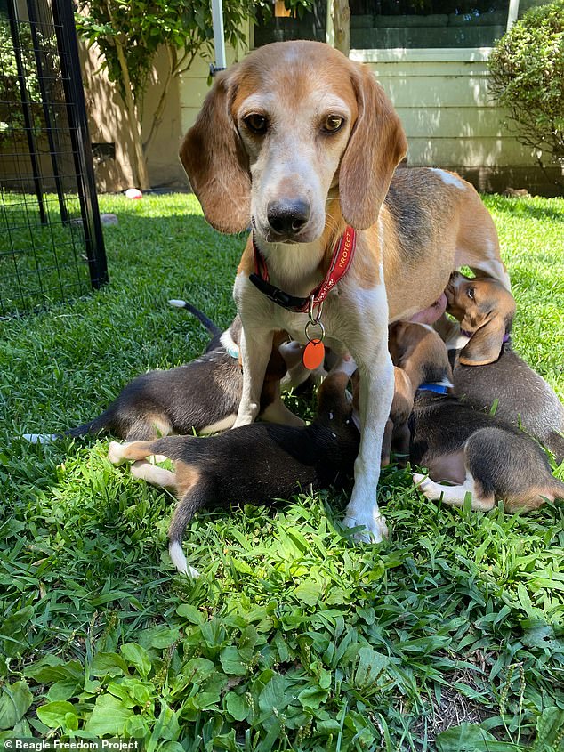 The nine-year-old dog was one of 4,000 beagles that had been bred at Envigo's breeding and research facility in Virginia and would be sold for use in pharmaceutical and biotechnology research.